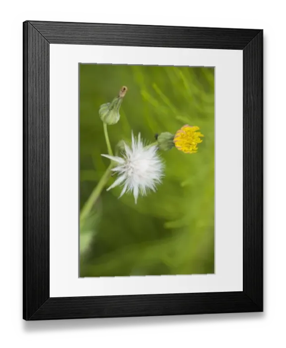 Framed Print : USA, North America, Washington