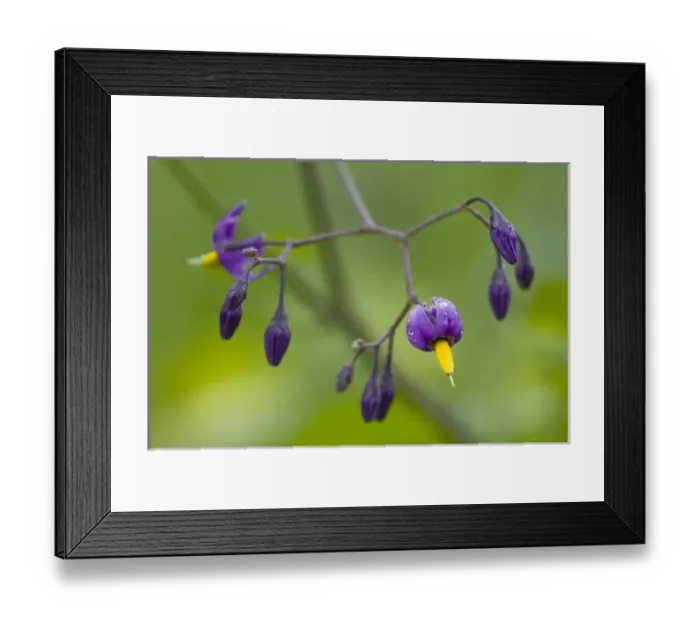 Framed Print : WA, Redmond, Bittersweet, Climbing Nightshade, Solanum dulcamara Framed Print : WA, Redmond, Bittersweet, Climbing Nightshade, Solanum dulcamara