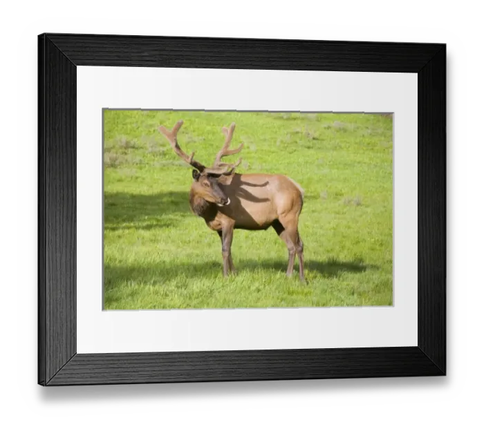 Framed Print : USA, North America, Wyoming Framed Print : USA, North America, Wyoming