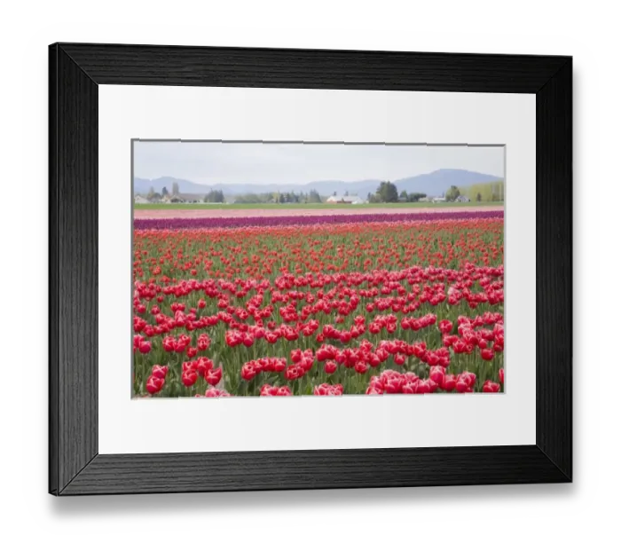 Framed Print : WA, Skagit Valley, Tulip Field in full bloom Framed Print : WA, Skagit Valley, Tulip Field in full bloom