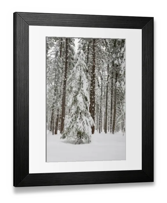 Framed Print : WA, Wenatchee National Forest, Ponderosa Pine forest Framed Print : WA, Wenatchee National Forest, Ponderosa Pine forest