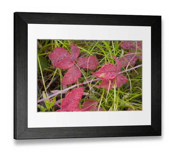 Framed Print : WA, Wenatchee National Forest, wild Himalayan Blackberry leaves, in autumn Framed Print : WA, Wenatchee National Forest, wild Himalayan Blackberry leaves, in autumn