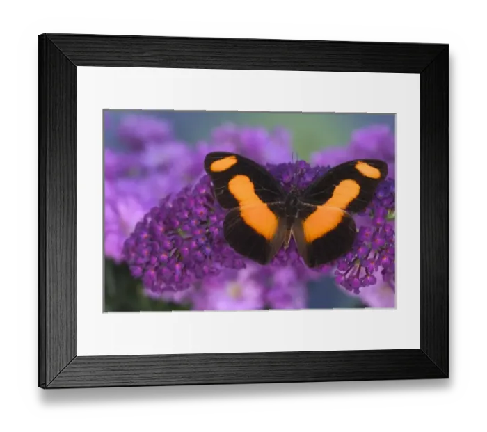 Framed Print : Sammamish Washington Photograph of Butterfly on Flowers, Catonephele acontius