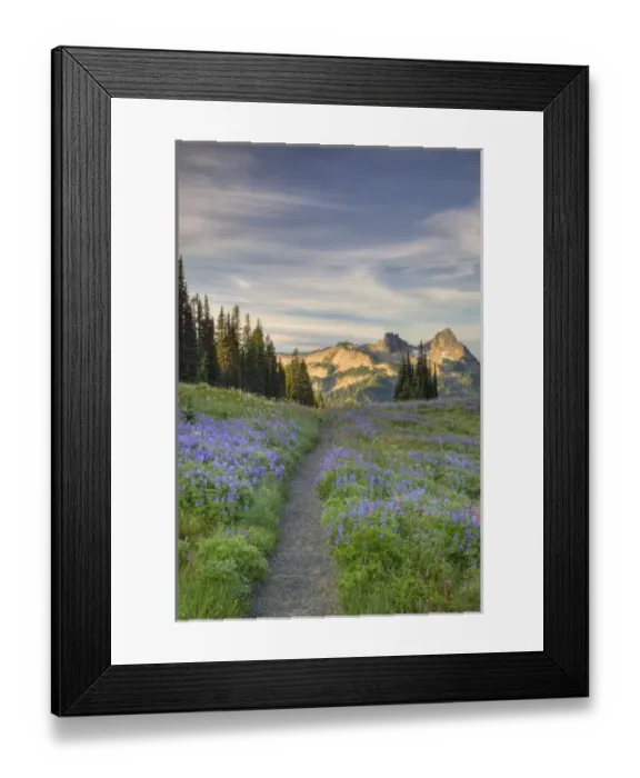 Framed Print : USA, Washington, Mt. Rainier NP, Tatoosh Range and wildflowers, view from Mazama Ridge Framed Print : USA, Washington, Mt. Rainier NP, Tatoosh Range and wildflowers, view from Mazama Ridge