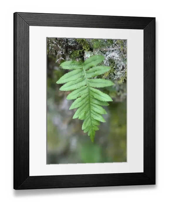 Framed Print : WA, Tiger Mountain State Forest, Licorice fern, growing from moss Framed Print : WA, Tiger Mountain State Forest, Licorice fern, growing from moss