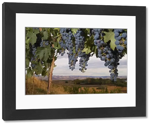 Cabernet Sauvignon grapes hanging in the vineyard of Basel Cellars in Walla Walla Washington, USA