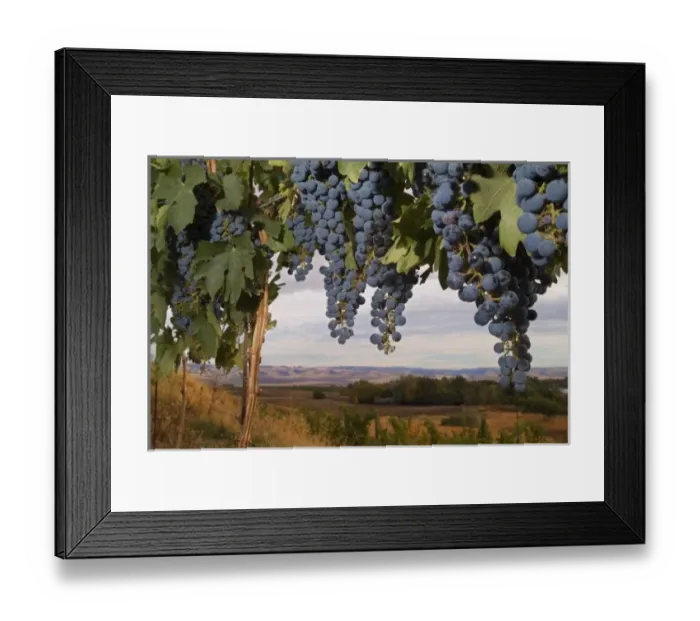 Framed Print : Cabernet Sauvignon grapes hanging in the vineyard of Basel Cellars in Walla Walla Washington, USA Framed Print : Cabernet Sauvignon grapes hanging in the vineyard of Basel Cellars in Walla Walla Washington, USA