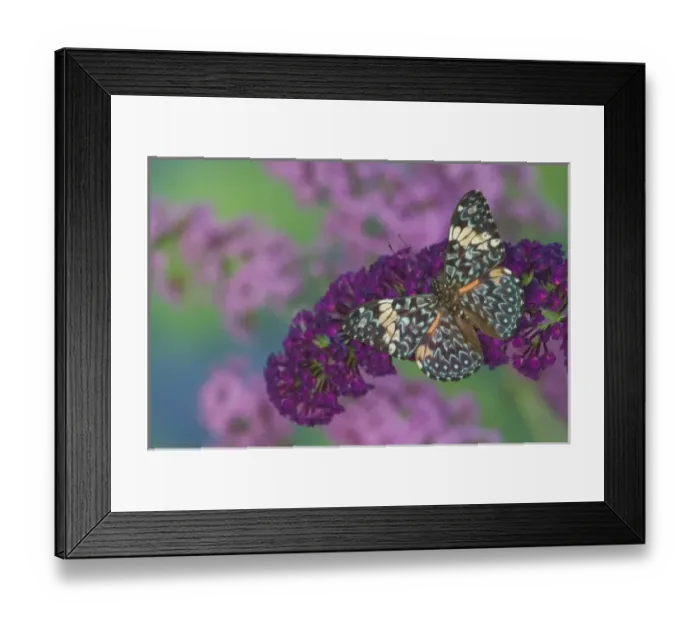 Framed Print : Sammamish Washington Photograph of Butterfly on Flowers, Hamadryas arinome the Starry Framed Print : Sammamish Washington Photograph of Butterfly on Flowers, Hamadryas arinome the Starry