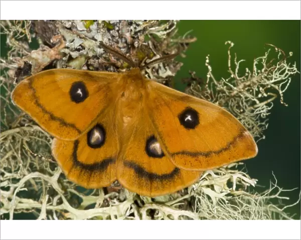 Sammamish, Washington a European small silk moth Aglia tau