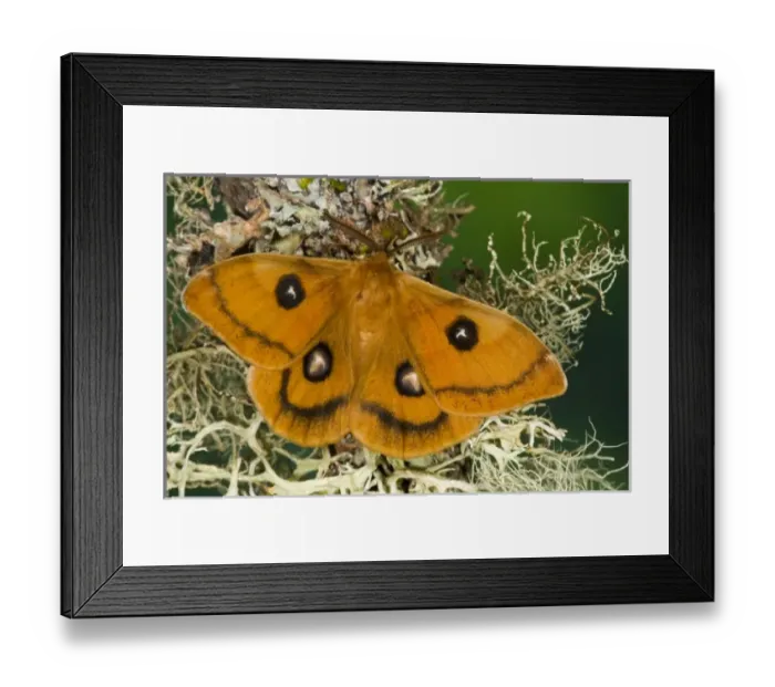 Framed Print : Sammamish, Washington a European small silk moth Aglia tau Framed Print : Sammamish, Washington a European small silk moth Aglia tau