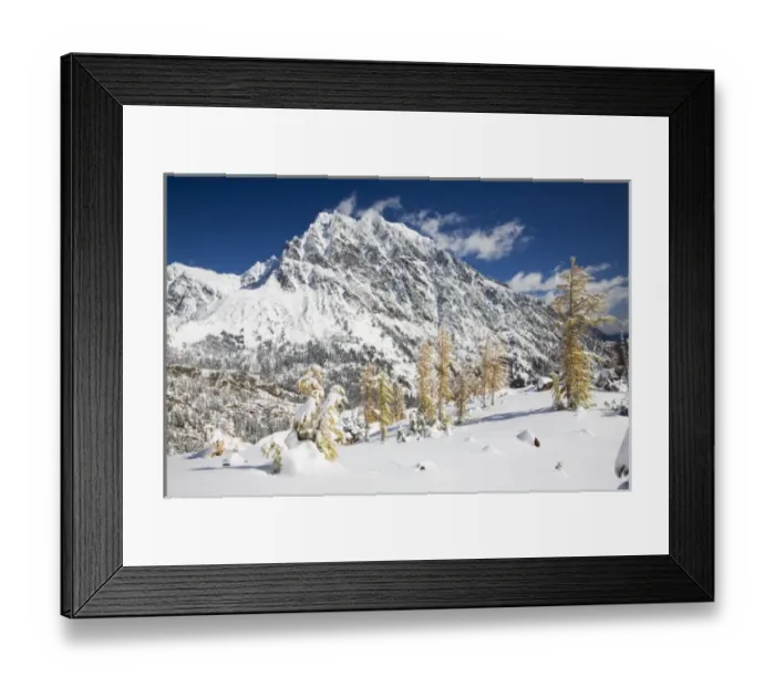Framed Print : WA, Alpine Lakes Wilderness, Mount Stuart, with golden larch trees and fresh snow Framed Print : WA, Alpine Lakes Wilderness, Mount Stuart, with golden larch trees and fresh snow