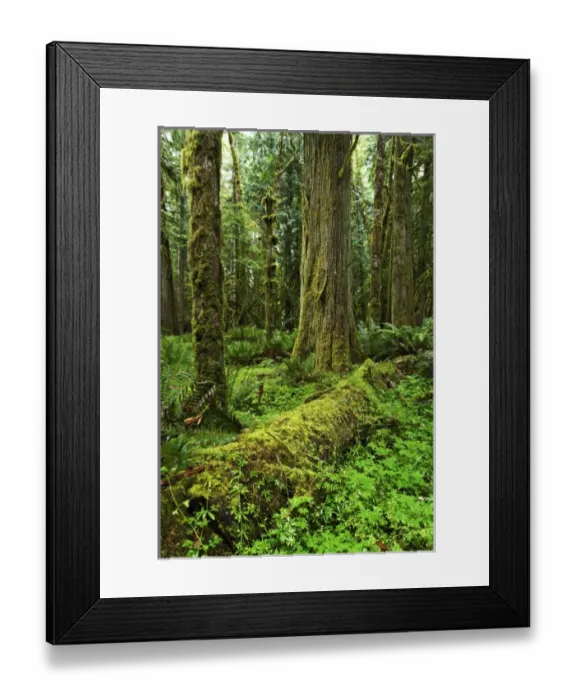 Framed Print : USA, North America, Washington Framed Print : USA, North America, Washington