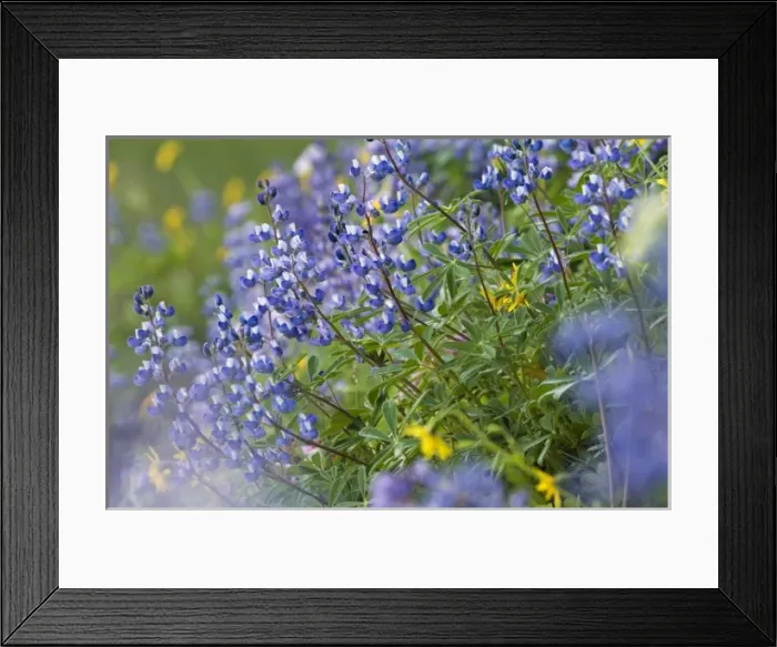 Framed Print : Subalpine Lupine, Mount Rainier National Park, Washington, USA