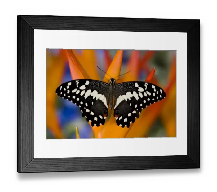 Framed Print : Sammamish, Washington Tropical Butterfly Photograph of Papilio demodocus the Orchard