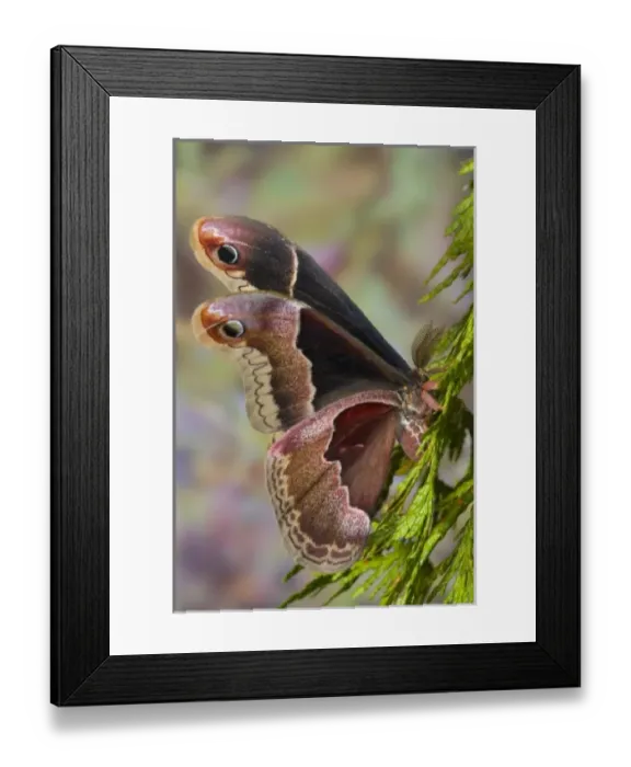 Framed Print : USA, North America, Washington
