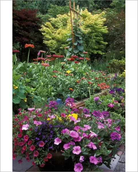 USA, Washington, Sammamish. Annual flower garden