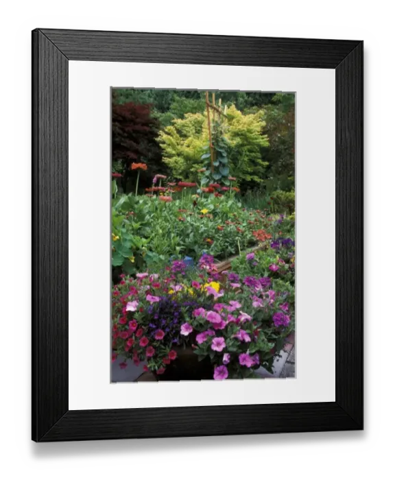 Framed Print : USA, Washington, Sammamish. Annual flower garden Framed Print : USA, Washington, Sammamish. Annual flower garden