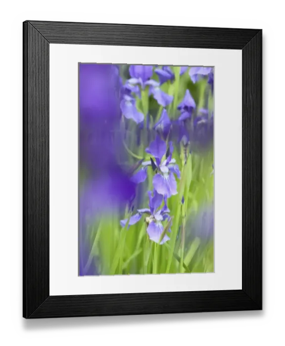 Framed Print : NA, USA, WashingtonState, Seattle, Backyard Flowers, Purple Irs in Bloom
