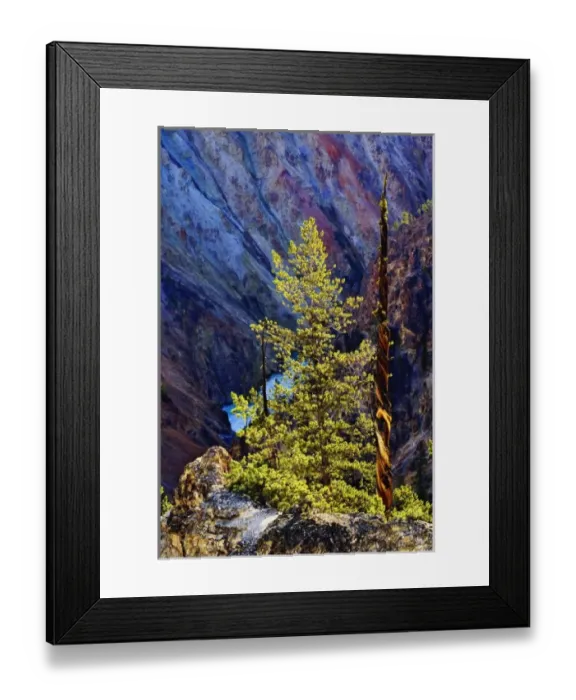 Framed Print : Lodgepole Pine and Grand Canyon of the Yellowstone, Yellowstone National Park, Wyoming Framed Print : Lodgepole Pine and Grand Canyon of the Yellowstone, Yellowstone National Park, Wyoming