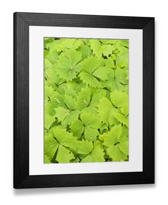 Framed Print : USA, North America, Washington Framed Print : USA, North America, Washington