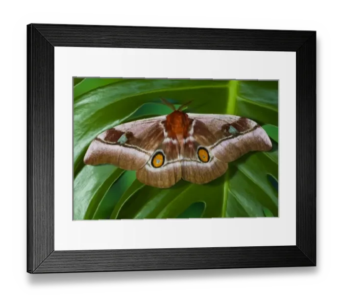 Framed Print : Sammamish, Washington an African Silk Moth Bunaea alcinoe with oragne hind wing eye spots Framed Print : Sammamish, Washington an African Silk Moth Bunaea alcinoe with oragne hind wing eye spots