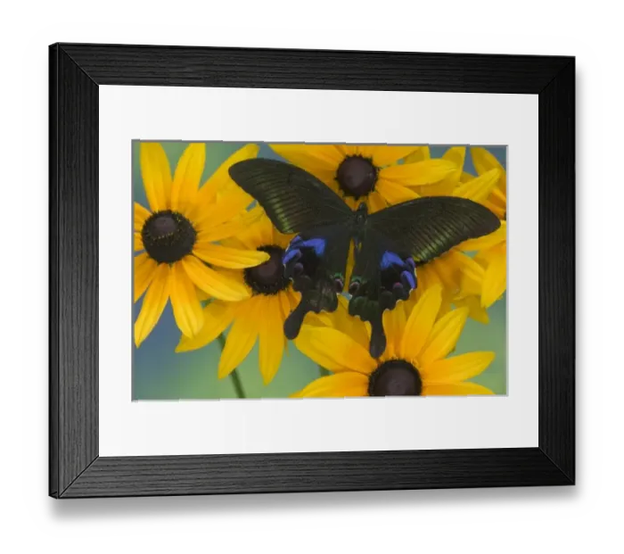 Framed Print : USA, North America, Washington Framed Print : USA, North America, Washington