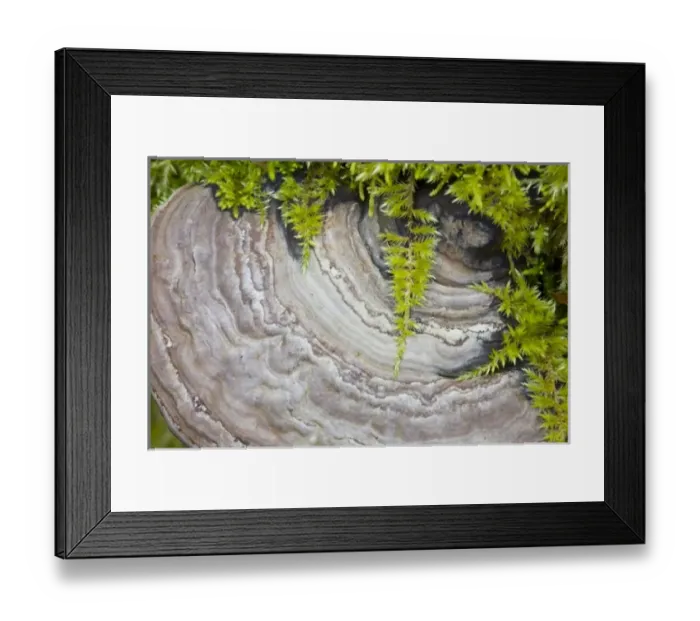 Framed Print : USA, North America, Washington