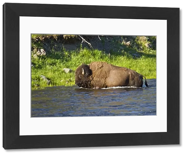American Bison (Bison bison) bull swimming Yellowstone River, Yellowstone National Park