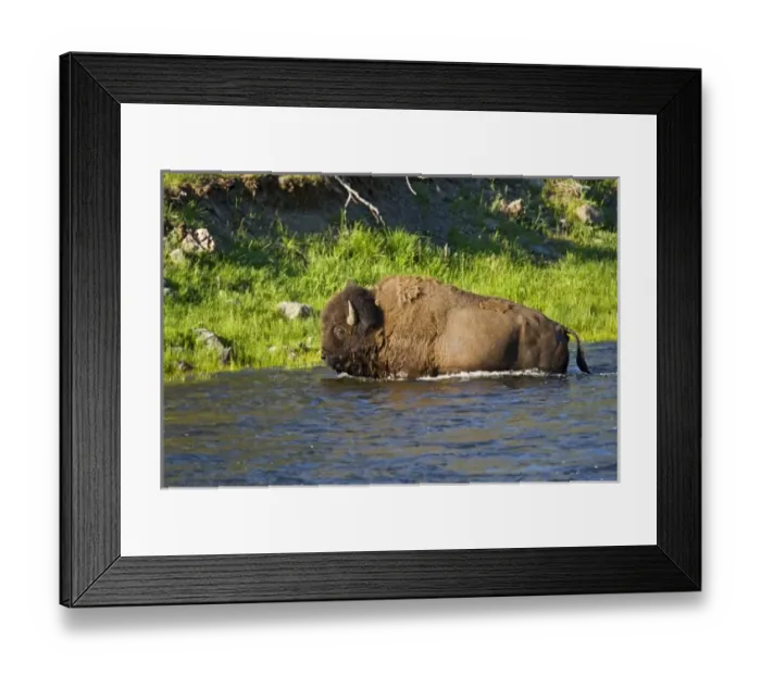 Framed Print : American Bison (Bison bison) bull swimming Yellowstone River, Yellowstone National Park Framed Print : American Bison (Bison bison) bull swimming Yellowstone River, Yellowstone National Park