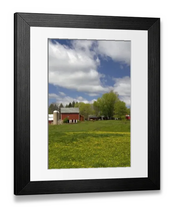 Framed Print : Horse graze in front of a red barn on a farm in Sauk County, Wisconsin, USA Framed Print : Horse graze in front of a red barn on a farm in Sauk County, Wisconsin, USA