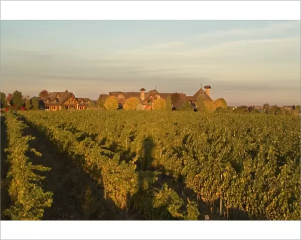 Sunrise overlooking one of the vineyards of Basel Cellars Estate Winery in Walla Walla Washington
