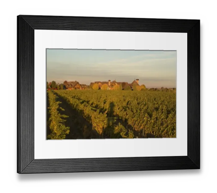 Framed Print : Sunrise overlooking one of the vineyards of Basel Cellars Estate Winery in Walla Walla Washington Framed Print : Sunrise overlooking one of the vineyards of Basel Cellars Estate Winery in Walla Walla Washington
