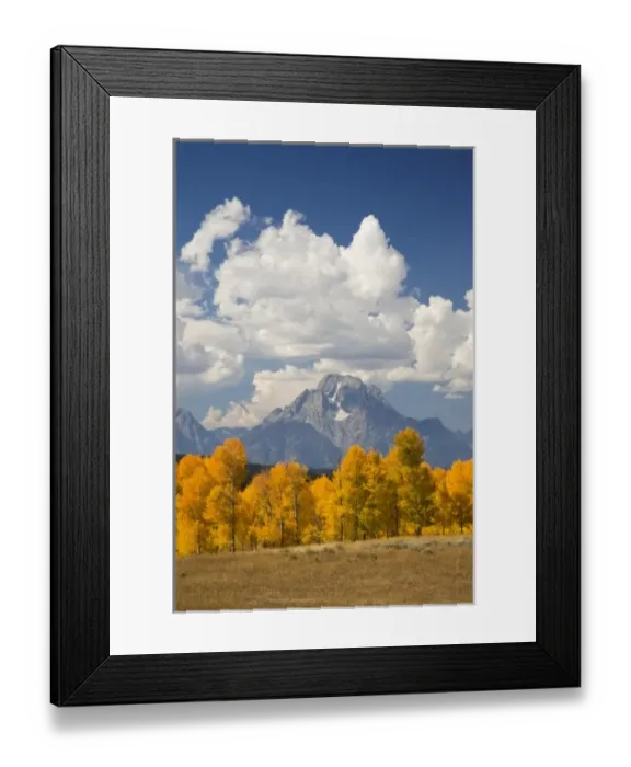 Framed Print : WY, Grand Teton National Park, Aspen Trees and Clouds with Teton Range and Mount Moran