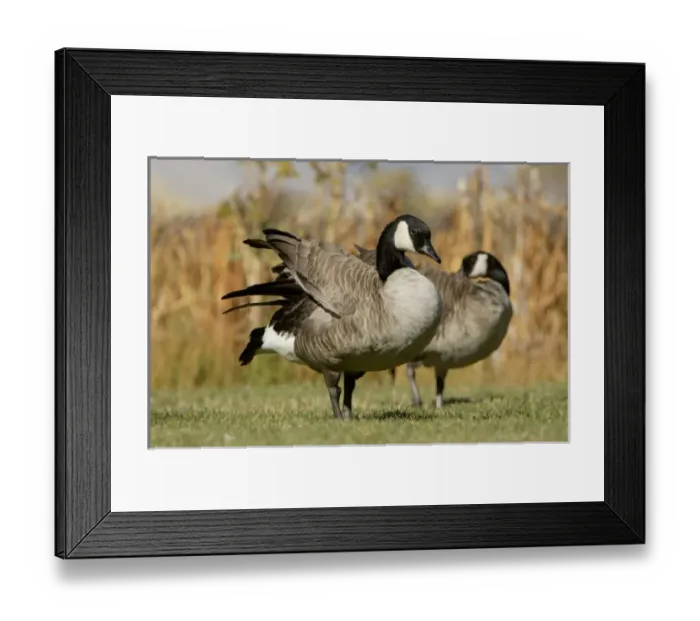 Framed Print : USA, North America, Wyoming Framed Print : USA, North America, Wyoming