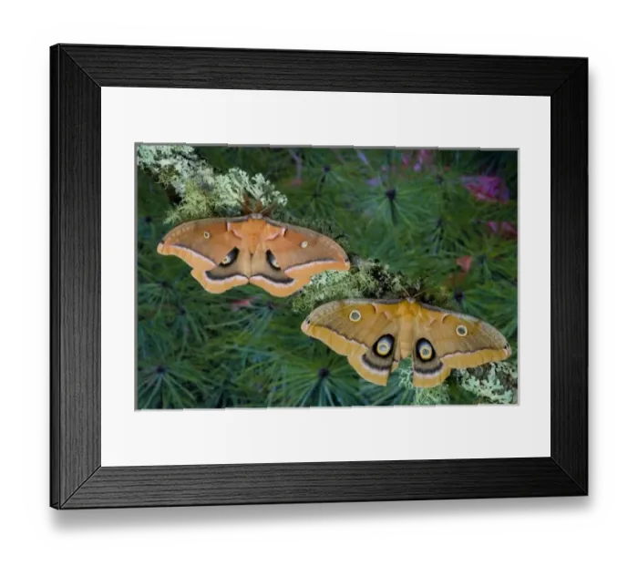Framed Print : USA, North America, Washington Framed Print : USA, North America, Washington