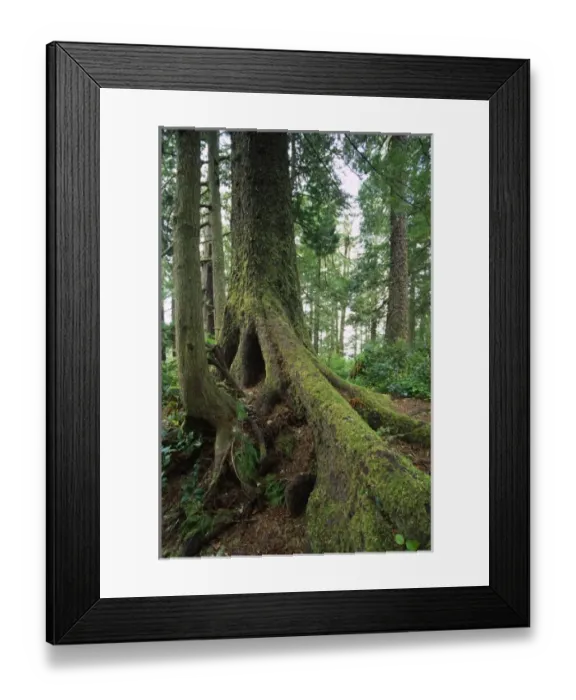Framed Print : USA, North America, Washington Framed Print : USA, North America, Washington