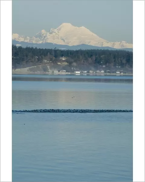 Calm Penn Cove of Whidbey Island with Mt Baker beyond. Raft of Surf Scoters (Melanitta