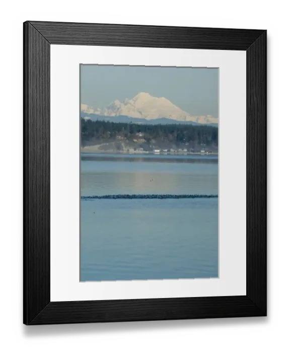 Framed Print : Calm Penn Cove of Whidbey Island with Mt Baker beyond. Raft of Surf Scoters (Melanitta Framed Print : Calm Penn Cove of Whidbey Island with Mt Baker beyond. Raft of Surf Scoters (Melanitta
