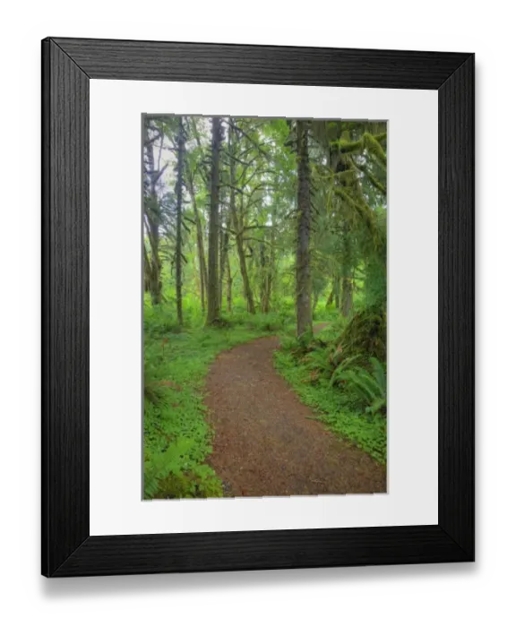 Framed Print : USA, Washington, Olympic National Park, Quinault Rain Forest, moss covered trees