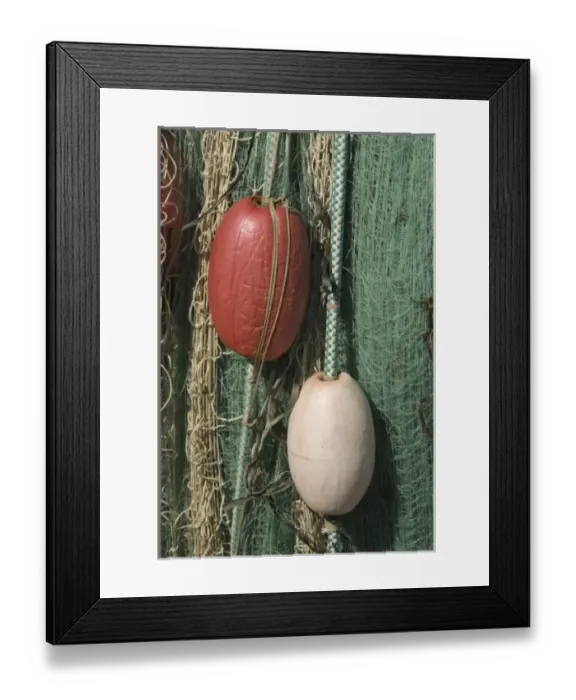 Framed Print : Green Nylon Fishing Net and White Buoys at Gooseberry Point, Bellingham, Washington, US Framed Print : Green Nylon Fishing Net and White Buoys at Gooseberry Point, Bellingham, Washington, US