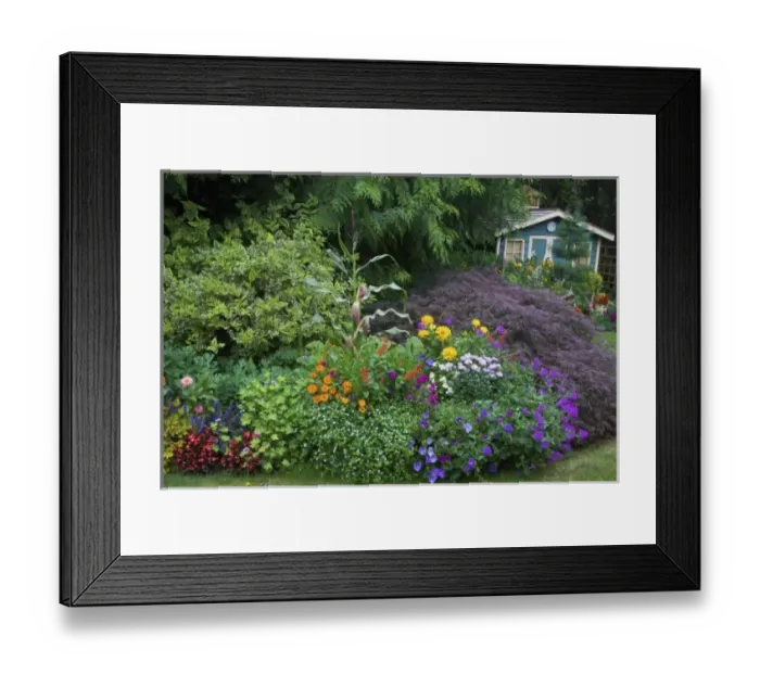 Framed Print : Flower garden with shed in background our Garden Sammamish, Washington