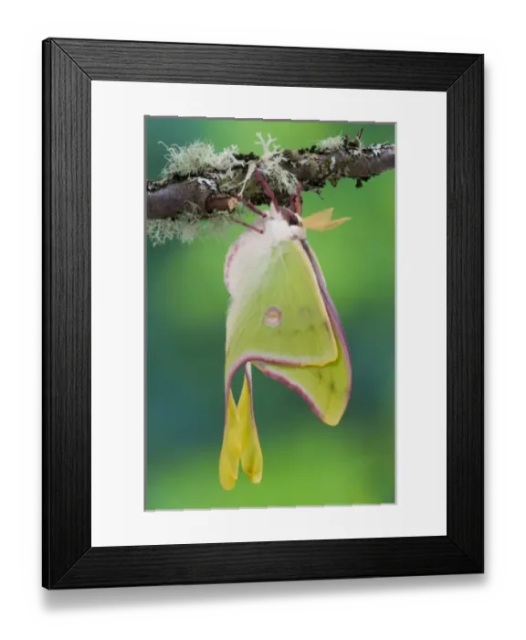 Framed Print : Male Luna Silk Moth of North American photographed Sammamish, Washington