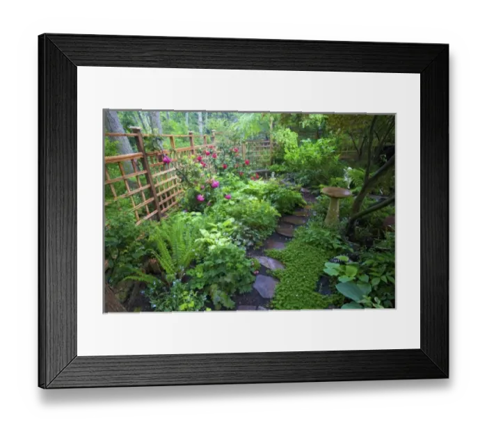 Framed Print : Garden designs and pathway in shade garden - in our Garden Sammamish, Washington