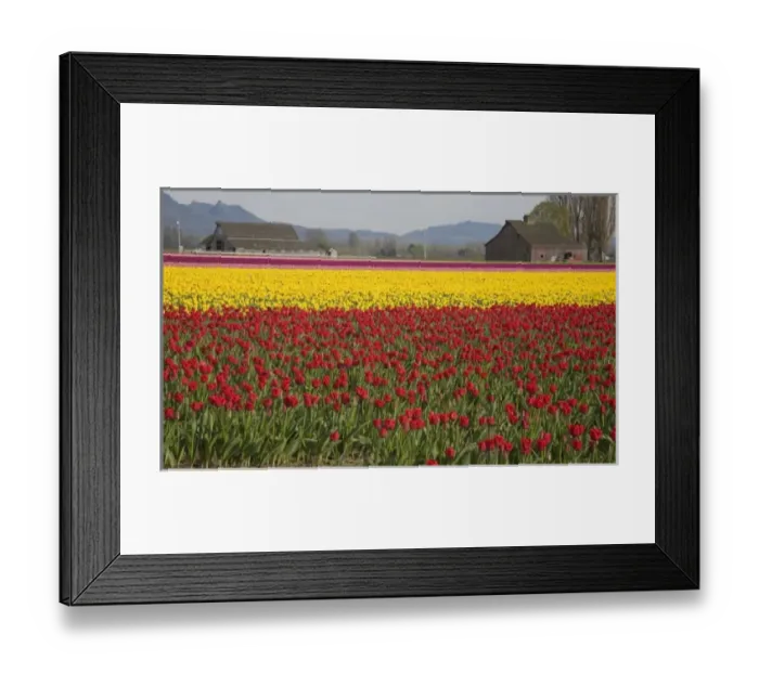 Framed Print : WA, Skagit Valley, Tulip fields in full bloom Framed Print : WA, Skagit Valley, Tulip fields in full bloom