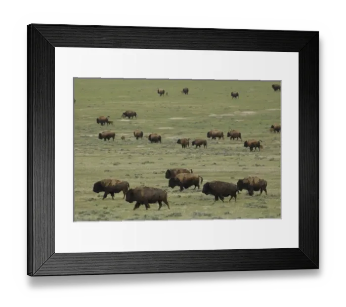 Framed Print : USA, North America, Wyoming Framed Print : USA, North America, Wyoming