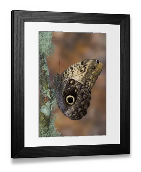Framed Print : Sammamish Washington Tropical Butterflies photograph of Caligo memnon the Giant Owl Framed Print : Sammamish Washington Tropical Butterflies photograph of Caligo memnon the Giant Owl