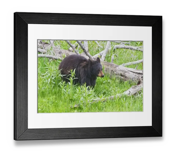 Framed Print : USA, North America, Wyoming Framed Print : USA, North America, Wyoming