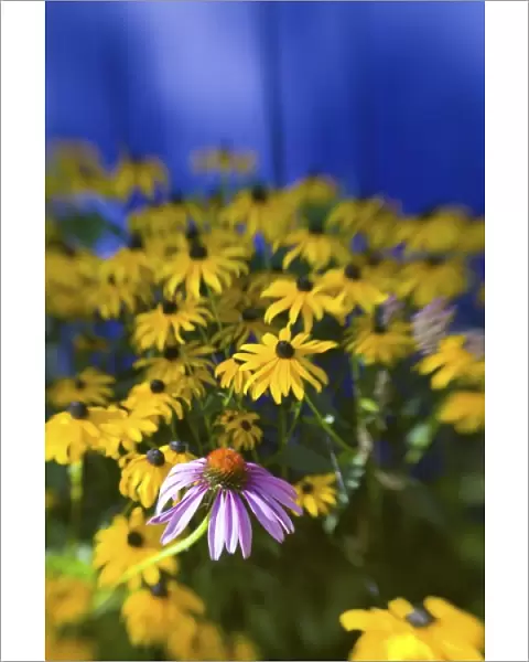 NA, USA, Washington State, Seattle, Backyard Garden in Full Bloom, Selective Focus Image