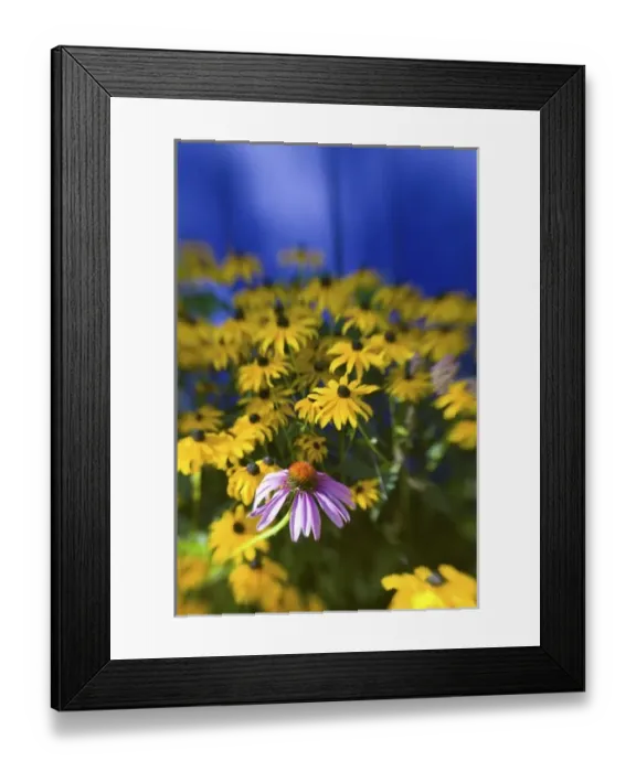 Framed Print : NA, USA, Washington State, Seattle, Backyard Garden in Full Bloom, Selective Focus Image Framed Print : NA, USA, Washington State, Seattle, Backyard Garden in Full Bloom, Selective Focus Image