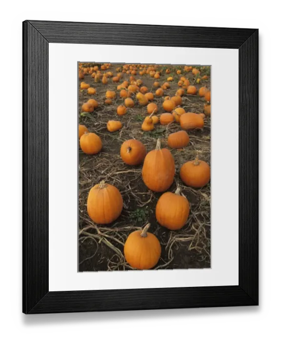 Framed Print : USA, Washington, Snohomish. Pumpkin patch Framed Print : USA, Washington, Snohomish. Pumpkin patch